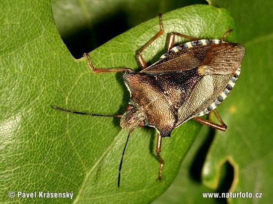 Baumwanze - (Insekten, Käfer, Käferart)