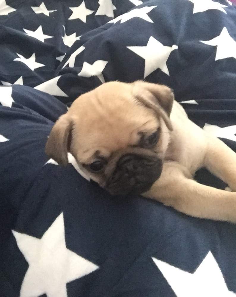 Freiatmenden Mops Welpen kaufen? (Hund, Haustiere)