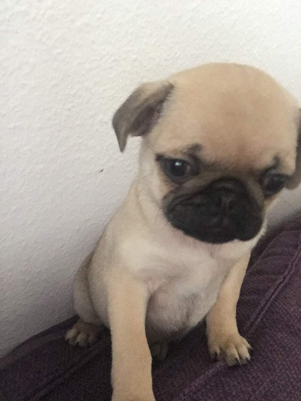 Freiatmenden Mops Welpen kaufen? (Hund, Haustiere)