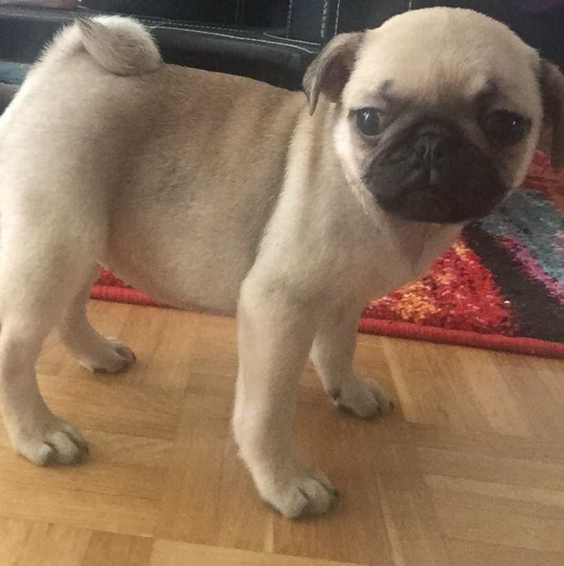 Freiatmenden Mops Welpen kaufen? (Hund, Haustiere)