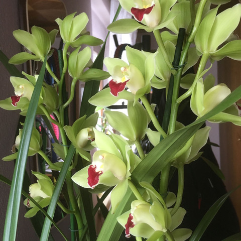Blüht in kühler Umgebung Monatelang - (Orchideen, Cymbidium)