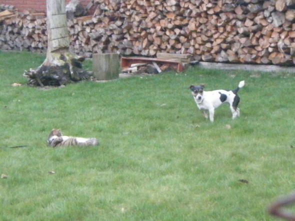 Piwi und Bella - (Hund, Beagle)