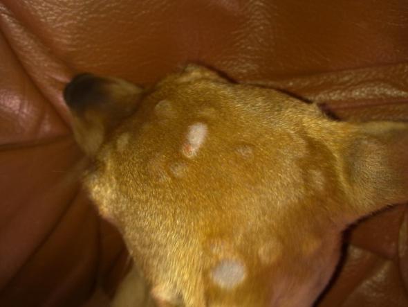 Mein Hund hat komische Dinger auf dem Kopf (Tiere, Haut, krank)