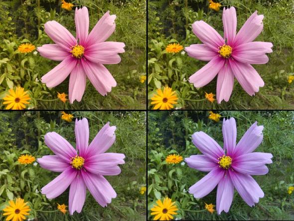Aufnahme im Raw-Format mit verschiedenen Presets in Photoshop importiert... - (Farbe, Fotografie, Panasonic)