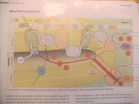 FS - (Biologie, Photosynthese)