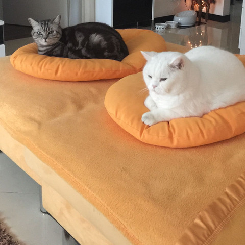 Romeo & Julia - (Tiere, Haustiere, Katzen)