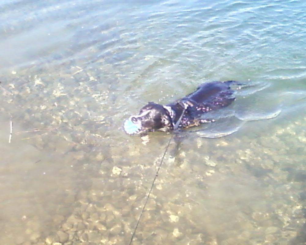 alter hund verliert büschelweise fell