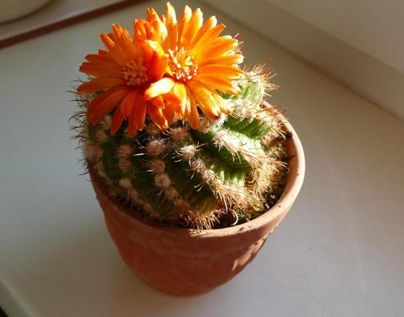 blühender Mini-Kaktus - (Pflanzen, Botanik, Kaktus)