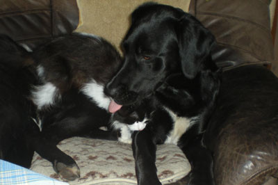 - (Hund, Katzen, Waffen)