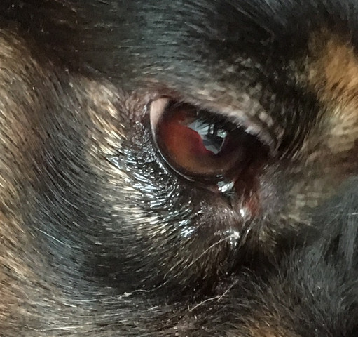 Das Auge - (Hund, Augen)