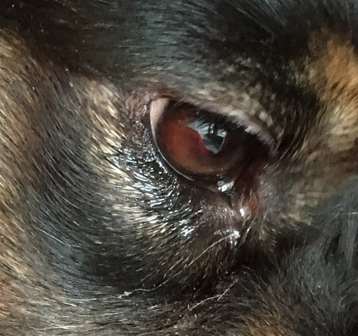 Hund hat Blut im Auge? (Augen)
