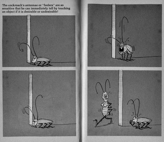 Don Martin cockroaches cartoon - (Tiere, Größe, Insekten)