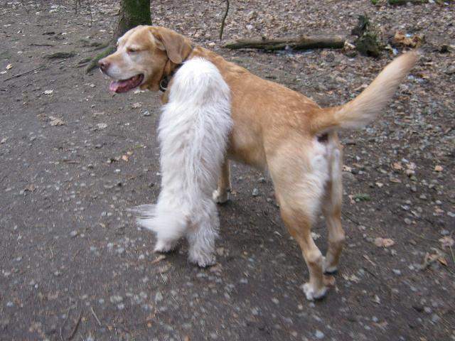 Wie Bringt Man Hunden Eine Rolle Bei