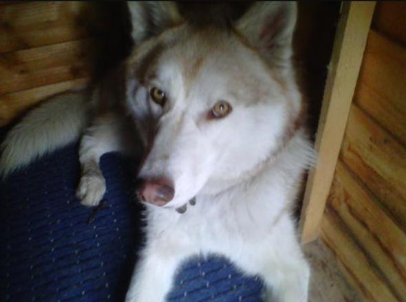 Gibt es eigentlich Hunde mit grünen Augen? (Hund, Augenfarbe)