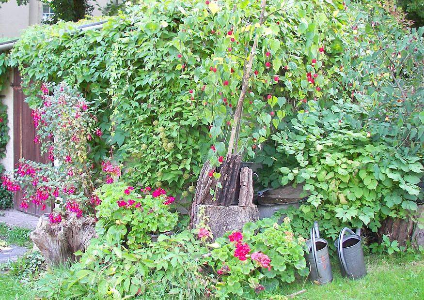 Baum mit flachem Dach wie Sonnenschirm? (Pflanzen, Garten)