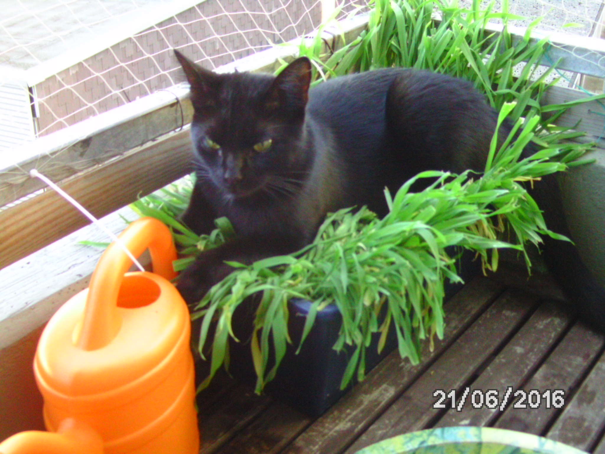 Pflanzen, die weder giftig für Katzen sind, noch interessant?