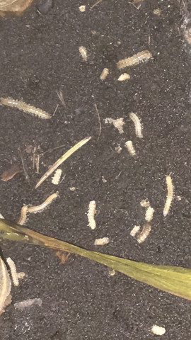 - (Tiere, Garten, Insekten)