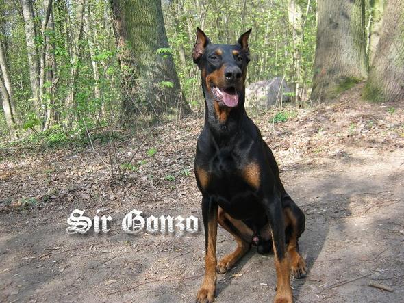 sir Gonzo - (Hund, Stadt, Dobermann)