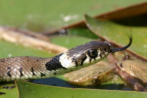 Kopf Nahaufnahme - (Biologie, Schlangen)