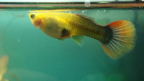 Guppys Schwanger Wenn Ja Wie Lange Fische Aquaristik Guppy