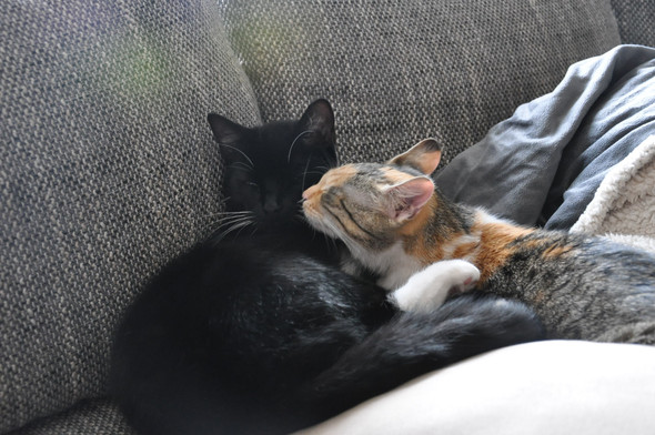 ist roher spinat giftig fur katzen katze