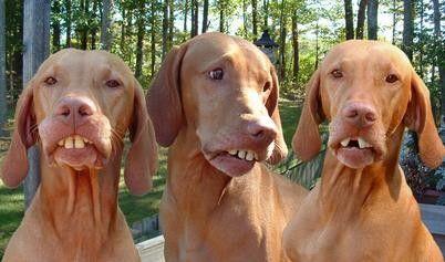 So sollten die Zähne deines Hundes nicht aussehen ..... ;-) - (Hund, Hunde Zähne)
