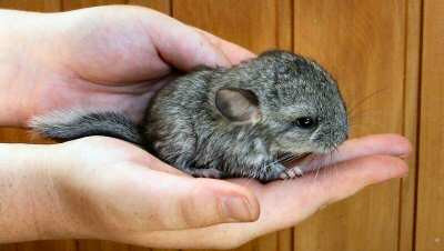 Chinchilla Babys! (Haustiere, Natur)