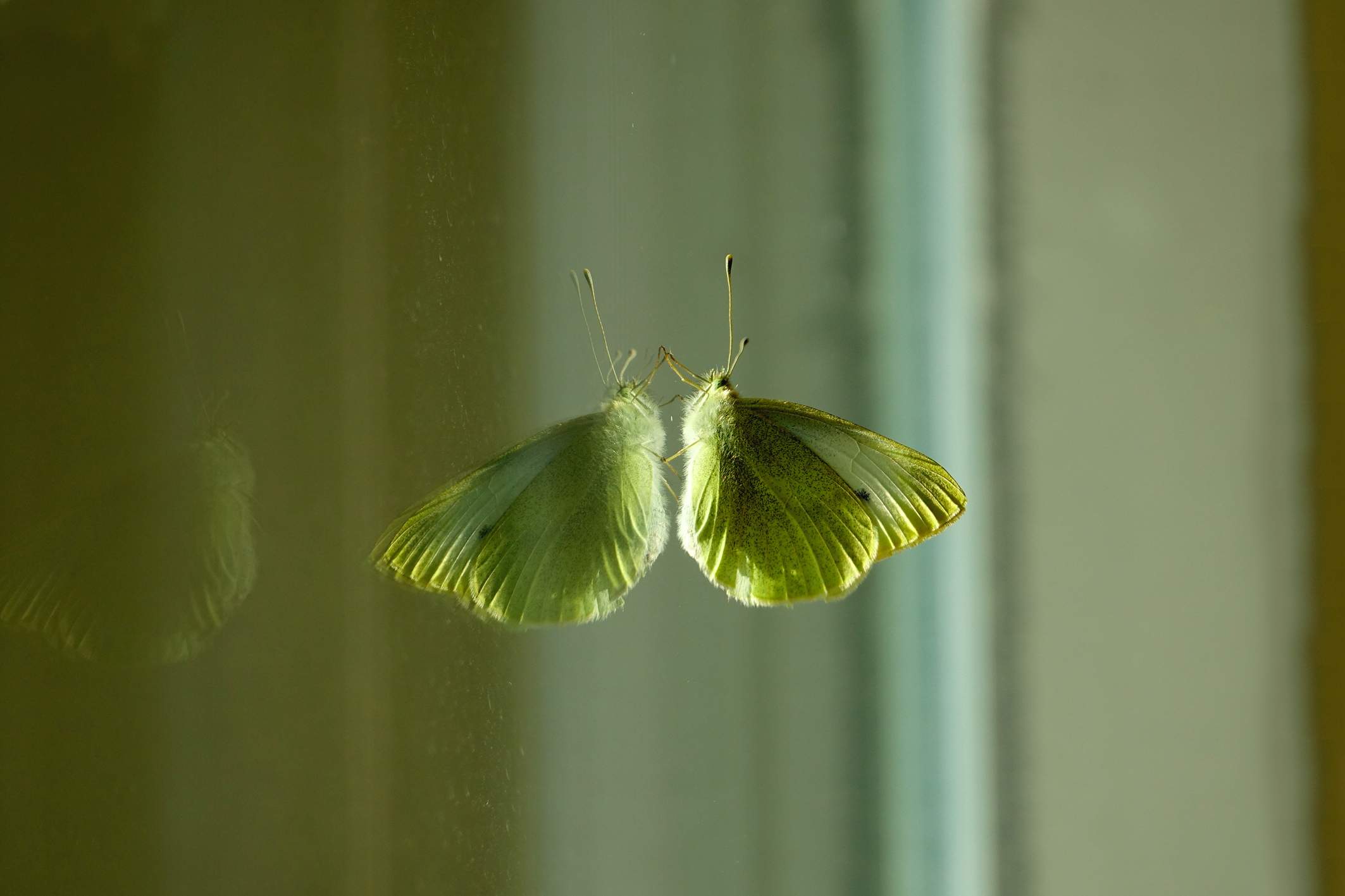 Halten die Schmetterlinge Zitronenfalter und Kleiner Fuchs Winterschlaf