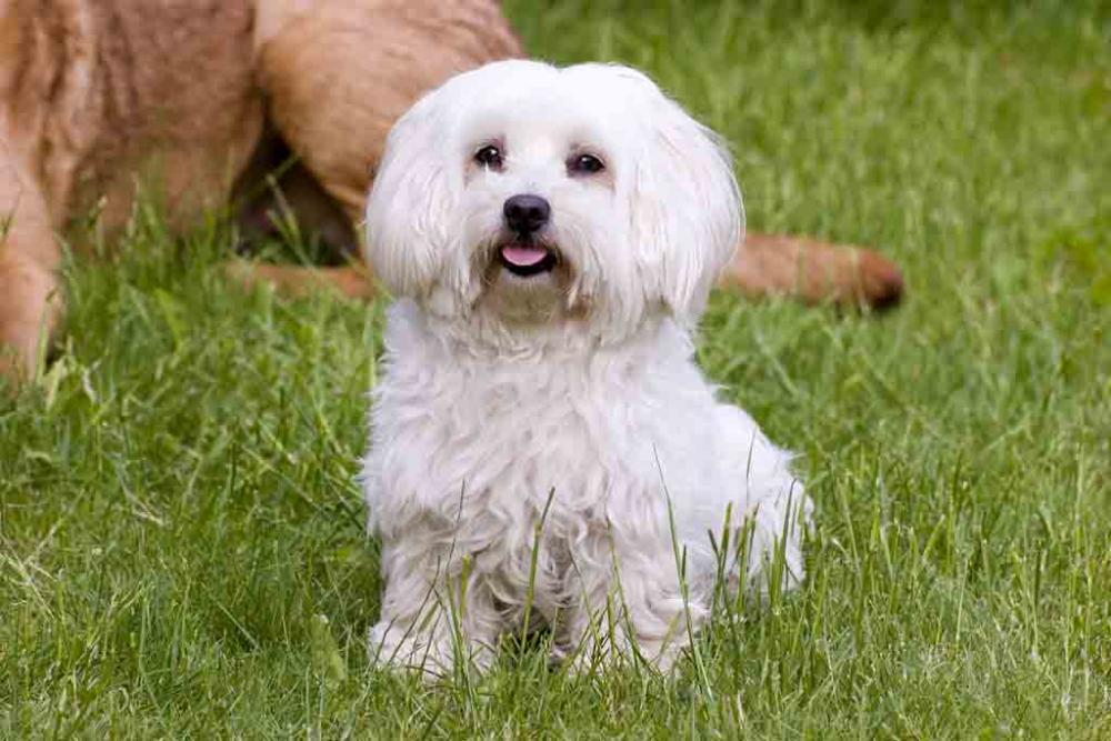 Wie heißen diese kleinen, weißen, wuscheligen Hunde? (Hund, weiss, klein)