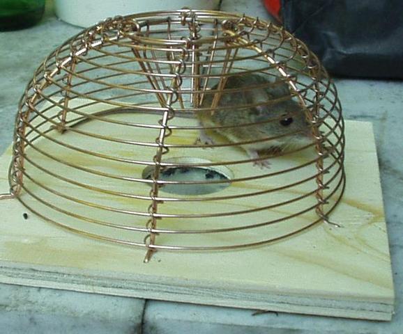 Maus Im Haus Fangen Ohne Falle Im Haus