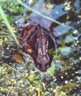 moorfrosch - (Freizeit, Tiere, Naturschutz)