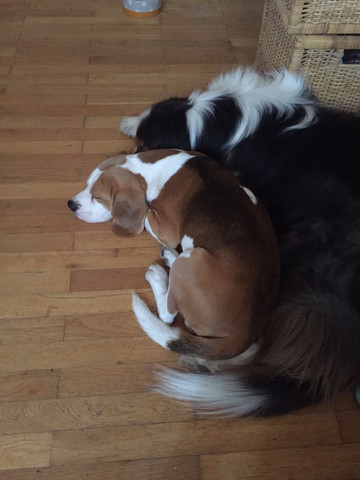 Beagle - (Hund, Beagle, Reinrassig)