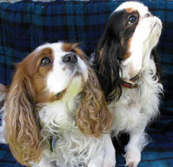 Unterschiede - (Hund, Hunderasse, Cavalier-King Charles Spaniel)