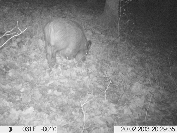 Wildschwein Jungtier - (Sicherheit, Nacht, Wald)