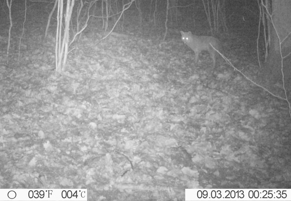Fuchs - (Sicherheit, Nacht, Wald)