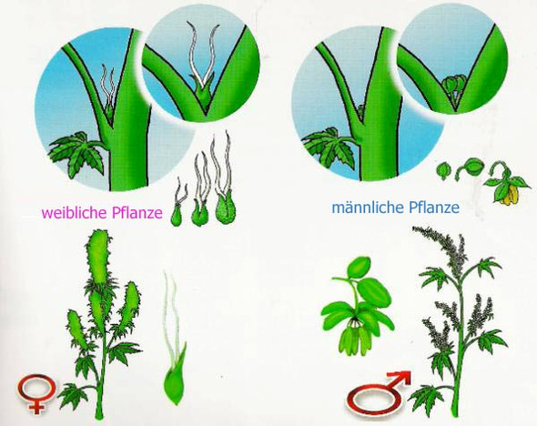 Männlich hanf oder weiblich Die männliche