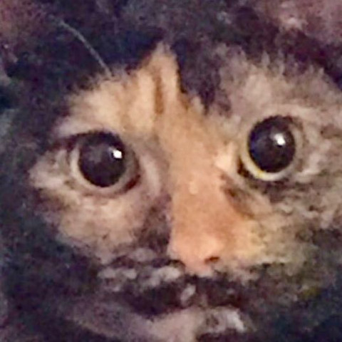 Aufmerksamkeit, weil die Katze sich angesprochen fühlt. Anspannung. - (Katzen, Verhalten)