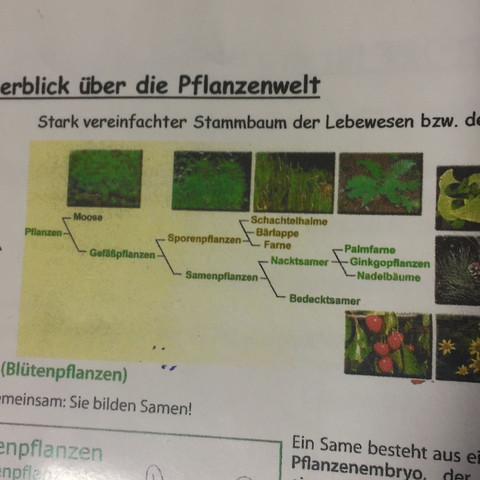 Hier das Bild mit den primitiven Formen der Pflanzen. - (Biologie, ökologie, Farn)