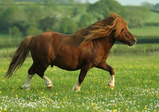 Shetlandpony - (Tiere, Pferd, Pony)