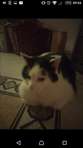 - (Tiere, Haustiere, Kater)