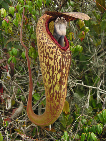 Wo steckst du Wo steckst du