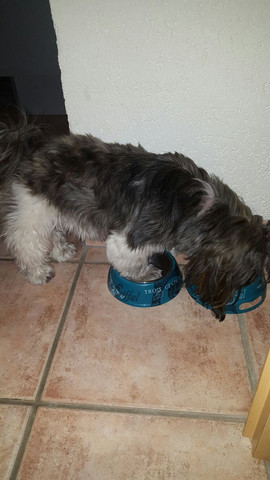 haaren shih tzu hunde haare hund