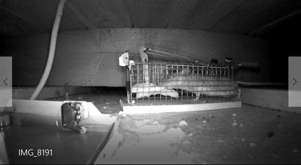 20+ Best Bild Wie Fange Ich Mäuse In Der Wohnung / Mäuse fangen: Wie Sie Mäuse im Haus richtig bekämpfen / Dann schnell einen eimer über die maus stülpen. 20+ Best Bild Wie Fange Ich Mäuse In Der Wohnung / Mäuse fangen: Wie Sie Mäuse im Haus richtig bekämpfen / Dann schnell einen eimer über die maus stülpen.