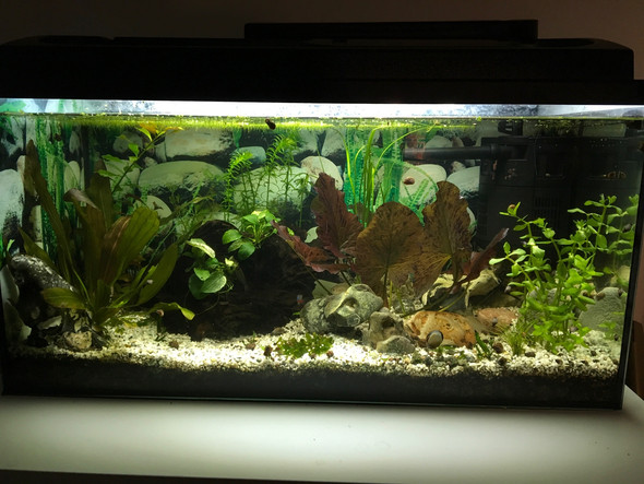 Mein Aquarium - (Fische, Aquarium, Welse)