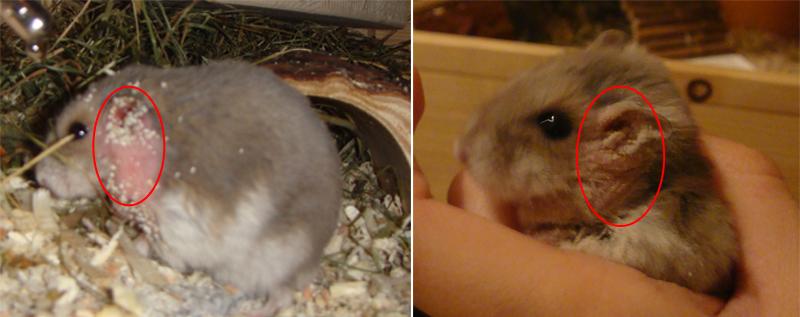 Woran kann ich erkennen, ob mein Hamster krank ist? (Gesundheit, Tiere)