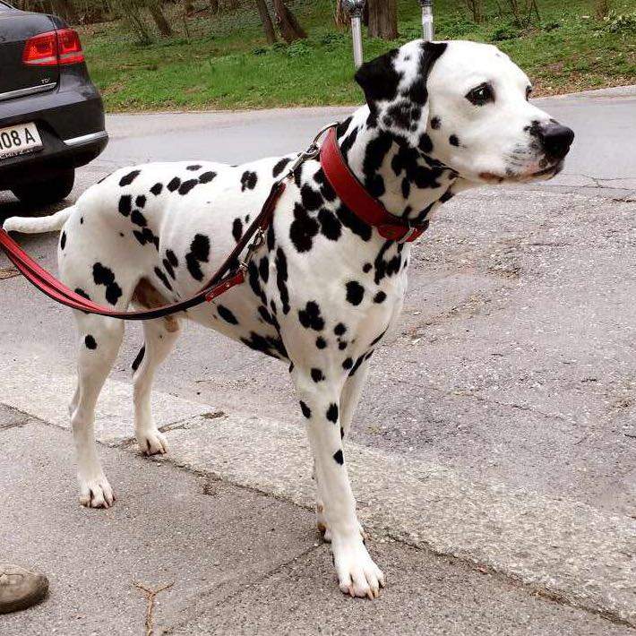 Sind Dalmatiner weisse Hunde mit schwarzen Flecken oder schwarze Hunde