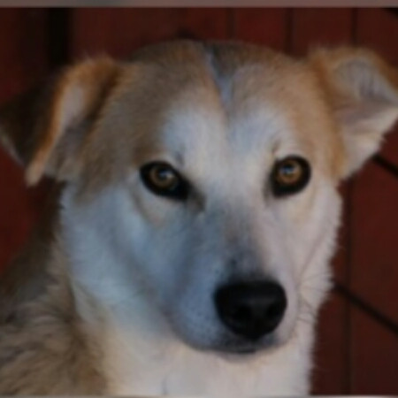 Welchen Wachhund für's Zuhause nehmen? (Tiere, Hund, Sicherheit)
