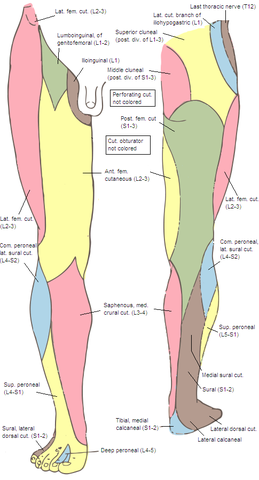 Da wo Lateral dorsal cut., oder S1-S2 steht - (Medizin, Füße, Nerven)
