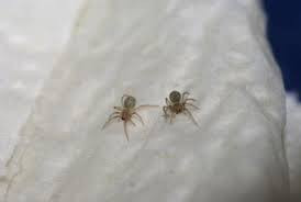  - (Tiere, Haushalt, Insekten)