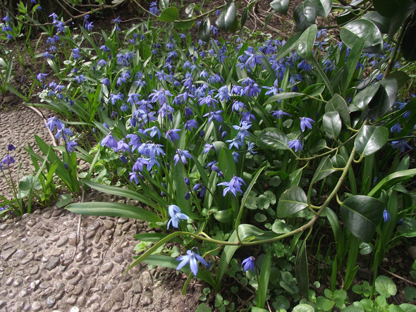 Welche Blumen Konnen Im Februar Marz Bluhen Bluten